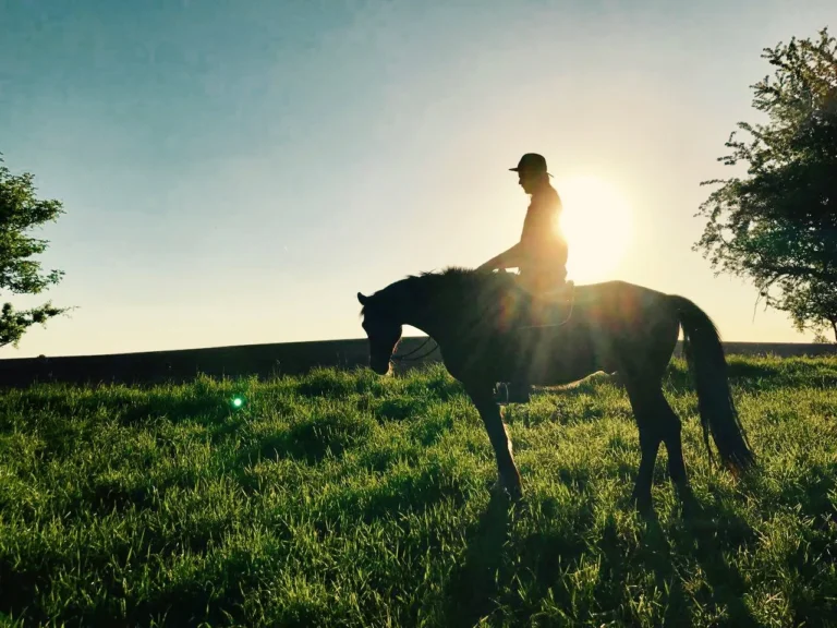 „Paradiseranch“ (auch in der Nähe von Berlin): WordPress-, Shopify- & Online-Marketing-Agentur